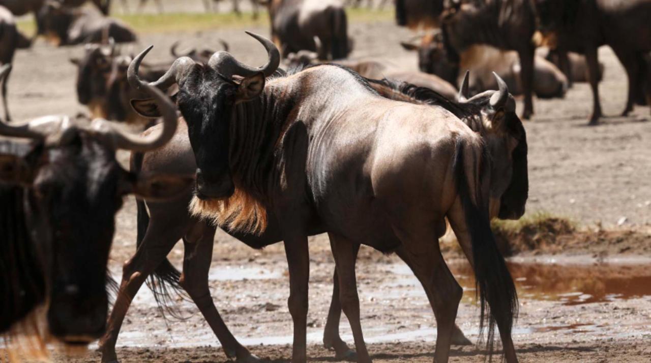 Wildlife Residence Tuvaila Zewnętrze zdjęcie